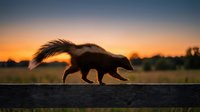 Skunk silhouette crossing rural road at golden hour sunset with dramatic orange sky and countryside landscape background for wildlife photography concepts.