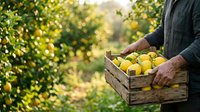 Farmer harvesting fresh yellow lemons in wooden crate from orchard tree during sunny day, agricultural produce collection for food industry.