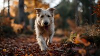 Fluffy white terrier dog running through autumn forest with fallen leaves, golden bokeh background for seasonal pet photography.
