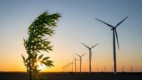 Green plant branch with leaves in foreground against wind turbines at sunset, renewable energy concept for environmental sustainability projects.
