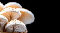 Luminous white mushrooms with delicate gills and textured caps glowing against dark background, creating ethereal natural macro photography effect.