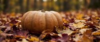 Orange pumpkin resting on colorful autumn leaves in natural outdoor setting. Seasonal harvest decoration for fall holidays and thanksgiving celebrations.