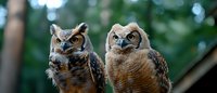 Two great horned owls perched together against blurred forest background, displaying fierce yellow eyes and distinctive ear tufts. Wildlife photography for nature publications.