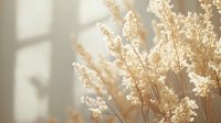 Delicate dried pampas grass stems in warm sunlight against white wall with soft window shadows creating minimalist natural composition for interior decor.