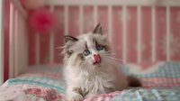 Ragdoll cat with blue eyes and pink nose lying on turquoise bedding against pink striped wall background. Adorable feline companion shows playful expression.