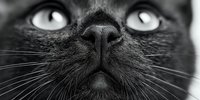 Close-up black and white portrait of domestic cat face showing detailed nose, whiskers and bright eyes. Monochrome feline photography for pet care designs.