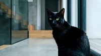 Black cat with striking green eyes sitting indoors near glass door, looking at camera in modern interior setting.