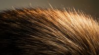 Close-up macro shot of brown animal fur with golden highlights showing detailed texture and individual hair strands for nature and wildlife concepts.