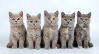 Five adorable gray British Shorthair kittens sitting in row on white background, fluffy domestic cats with round eyes for pet care designs.