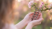Gentle hands cupping delicate pink cherry blossom branch in soft spring sunlight, symbolizing care, growth, and environmental protection in nature.