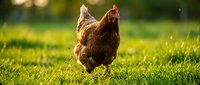 Brown hen walking on green grass in sunny farmyard with warm golden light creating peaceful rural atmosphere for organic farming and poultry concepts.