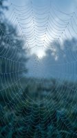 Intricate spider web covered in morning dew drops against soft blue sky background. Natural geometric pattern with water droplets creating delicate texture.