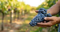 Farmer holding fresh ripe dark grapes in hand at vineyard during harvest season. Agricultural produce and winemaking concept for farming, viticulture, and food industry.