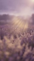 Dreamy lavender field at sunset with soft purple hues and golden sunbeams creating romantic atmosphere for wellness and relaxation concepts.