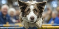 Border collie dog with brown and white fur looking over wooden fence at indoor event with blurred crowd background. Pet competition show setting.