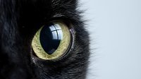 Close-up of black cat eye with golden yellow iris and vertical pupil, showing detailed fur texture and reflective surface for pet, animal, and nature content.