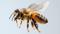 Detailed macro photography of honey bee in flight showing wing structure, body segments, and distinctive black and gold coloring against light background.