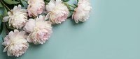 Soft pink peonies arranged on a pastel mint green background with copy space, perfect for greeting cards, wedding, and spring designs.