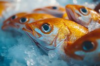 Fresh caught golden fish with bright blue eyes on crushed ice, macro food photography showing vibrant orange scales and detailed facial features in seafood market.