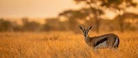 Springbok antelope standing in golden grassland during sunset with acacia trees in background, wildlife photography showcasing natural habitat and warm lighting.