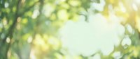 Blurred green foliage with soft sunlight filtering through leaves, creating a natural bokeh background for wellness and nature-themed designs.