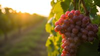 Ripe pink grapes hanging on vine in vineyard at golden hour sunset with warm sunlight and bokeh background for wine industry and agriculture concepts.