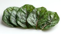 Fresh green chard leaves arranged in overlapping row showing texture and veins on white background, organic healthy vegetable isolated for culinary design.