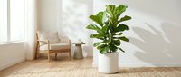 Large fiddle leaf fig plant in white pot brightens modern minimalist living room with natural light, wooden chair and clean interior design for home decor.