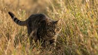 Tabby cat stalking through tall golden grass in warm sunlight, alert and focused, capturing wild feline instinct in a natural outdoor setting.