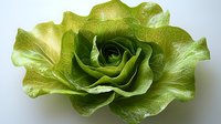 Fresh green lettuce head with curly leaves and rosette pattern in center, isolated on white background for food photography and healthy eating concepts.