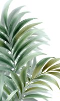 Soft green palm leaves on white background, gentle botanical art composition with delicate fronds creating minimalist natural pattern. Isolated design element.