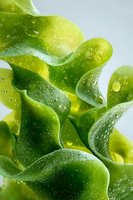 Fresh green wavy shapes with water droplets on surface, creating abstract organic composition for wellness, nature, or eco-friendly concepts.