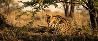 Cheetah resting under acacia tree in golden savanna light during African safari wildlife photography with warm sunset glow and natural habitat setting.
