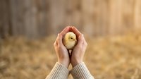 Female hands holding a golden apple in cupped palms against a blurred autumn background, symbolizing harvest, health, nutrition, and organic farming for agricultural and wellness content.