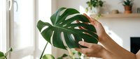 Hand gently touching large green monstera deliciosa leaf in bright modern home interior with natural light and houseplants on wooden shelf background.