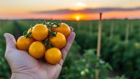 Fresh yellow cherry tomatoes in hand at sunset over organic farm field. Harvest time concept for healthy eating and sustainable agriculture.