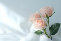 Delicate pink roses with soft green leaves against white background, gentle natural lighting creates subtle shadows, minimalist floral composition for wedding designs.