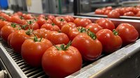 Fresh ripe red tomatoes with water drops on vine arranged in rows on metal tray, close up view showing natural texture and vibrant color for food industry.
