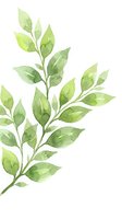 Watercolor green leafy branch with multiple stems isolated on white background, suitable for botanical designs, eco-friendly branding, and nature-themed projects.