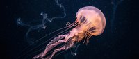 Luminous pink jellyfish floating gracefully through dark ocean waters with flowing tentacles creating ethereal underwater marine life scene for nature photography.