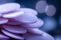 Delicate pink flower petals covered in morning dew drops create dreamy macro composition with soft bokeh background in purple and blue tones.