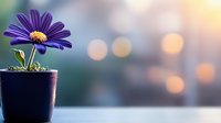 Purple African daisy in dark pot against soft bokeh background, morning sunlight creates dreamy atmosphere for home decor, wellness and mindfulness concepts.