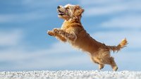 Small brown terrier dog jumping playfully in snow against blue winter sky with white clouds, captured in dynamic action pose showing joyful movement.