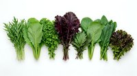 Young leafy greens and salad vegetables arranged in a row on white background, including lettuce, kale, arugula and microgreens for cooking and nutrition.