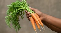 Fresh organic carrots with green leafy tops held in hand, showcasing farm-to-table produce for healthy eating, nutrition, and gardening concepts.