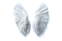White angel wings spread symmetrically on light background, isolated feathered elements for creative design projects and spiritual artwork compositions.