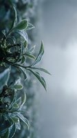 Frost-covered rosemary herb leaves with delicate ice crystals on green foliage against soft blurred background, suitable for culinary and botanical designs.