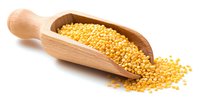 Yellow millet grains in wooden scoop with scattered seeds on white background, raw organic cereal for healthy cooking and bird feed.