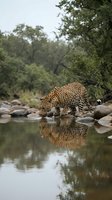 Leopard drinking water at rocky riverbank with perfect reflection in calm water surrounded by lush green forest trees in natural wildlife habitat.