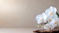 White orchid flowers on driftwood against neutral beige background with copy space for spa wellness meditation and natural home decor concepts.